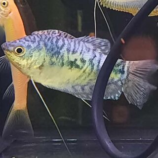 Opaline Gourami