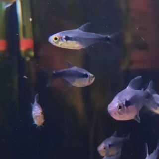 Black Diamond Tetras