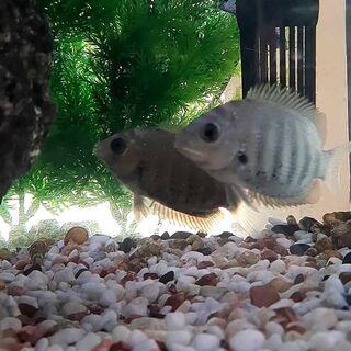 Green Chromide Cichlid