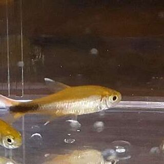 Silver Tip Tetra