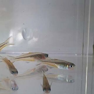 ForkTail Rainbows