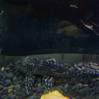Extra Large Pleco