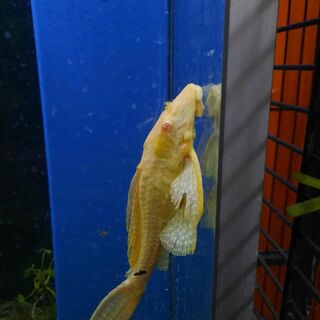 Golden high fin Pleco