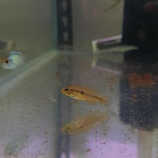 Agassiz Apisto Dwarf Double Red