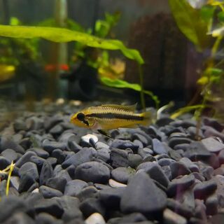 Agassiz Apisto Dwarf Double Red