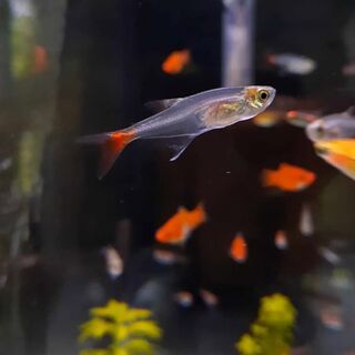 Glass Blood FIn Tetra