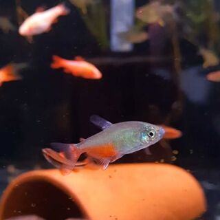Green Fire Tetra