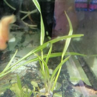 Wheat Grass