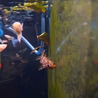True upside down catfish