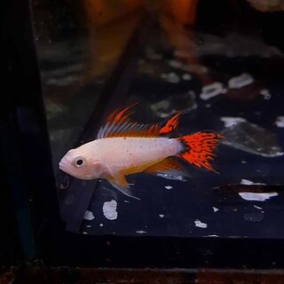 White super red Apisto Cockatoo