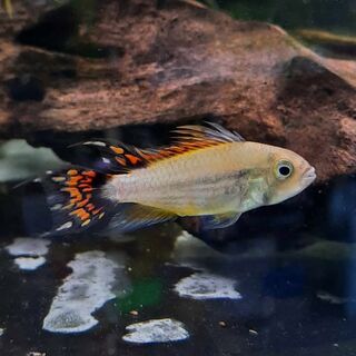 White Super Red Apisto Cockatoo