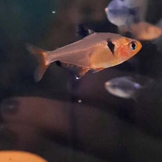 Serpae Tetra