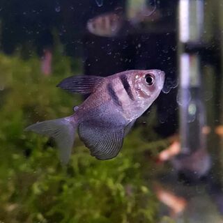Black Widow Tetra