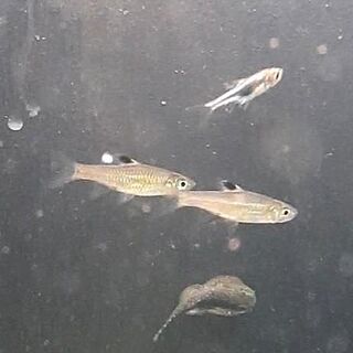 Emerald Eye Rasbora