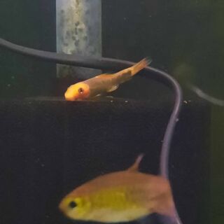 Golden and Black Chinese Algae Eater
