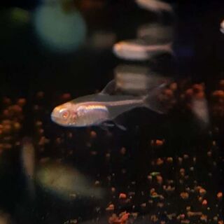 Albino Glowlight Tetra