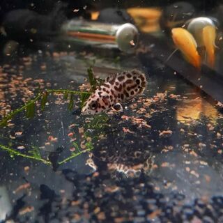 Spotted Climbing Gourami