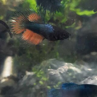 Crown Tail Betta females