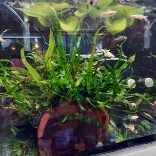Java Fern Needle Leaf Cave