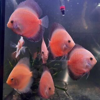 Assorted Discus