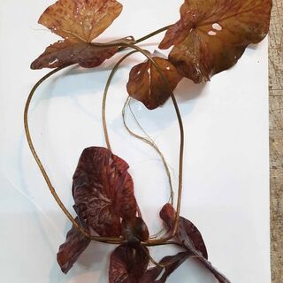 Red Tiger Lotus 25cm