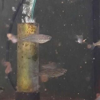 Kyathit Danio