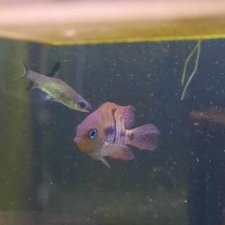T-Bar Cichlid
