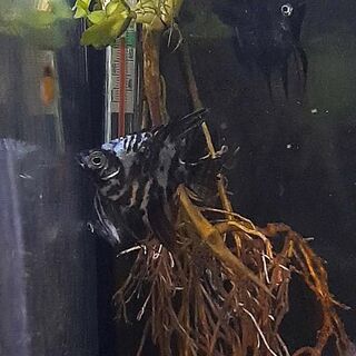 Assorted Angel Fish