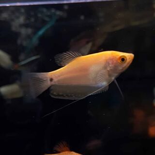 Gold Gourami