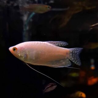Platinum Gourami