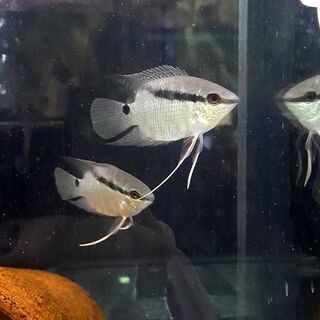 Festive Cichlid