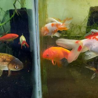 Large Ranchu