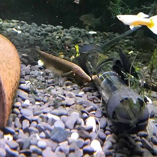 Brown Longnose Ghost Knifefish