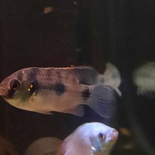 African Butterfly Cichlid