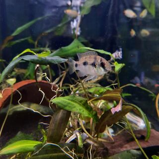 African Butterfly Cichlid