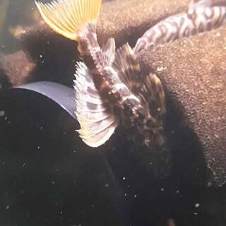 Leopard Cactus Pleco L114