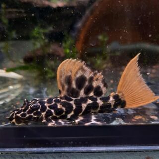 Leopard Cactus Pleco L114