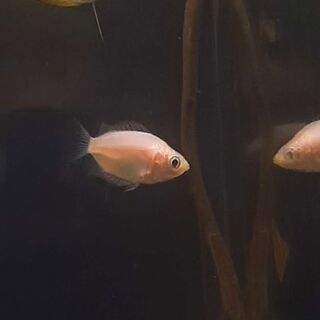 Pink Kissing Gourami