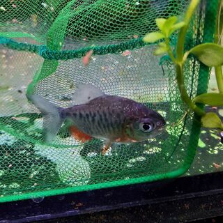Red Bellied Pacu