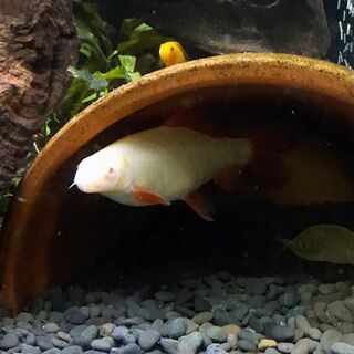 Large Gold Rainbow Shark