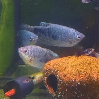 Large Opaline Gourami