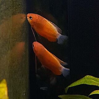 Thick Lipped Gourami