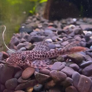 Red Fin Thresher Pleco