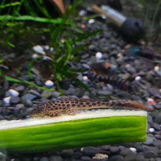 Red Fin Thresher Pleco