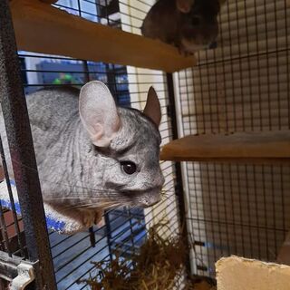 Two Girl Chinchillas