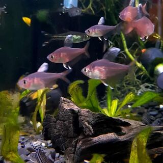 Ornate Rosey Tetra