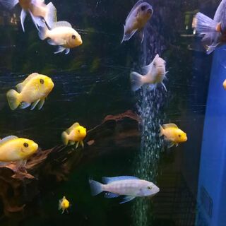 Assorted African Cichlid