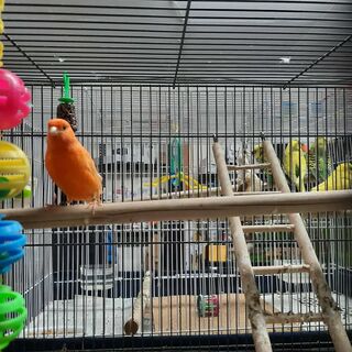Canary Pair
