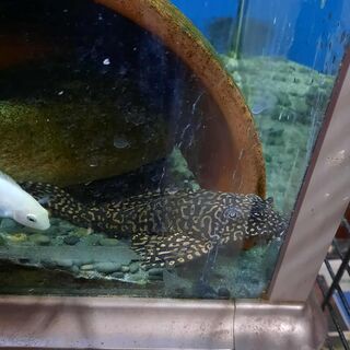 Large Gold Spot Pleco