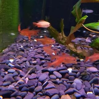 Red Cherry Tetra